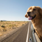 Golden Retriever Dog on a road trip